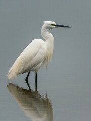 Little Egret, Egretta garzetta in habitat