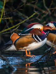 Male of Mandarin Duck, Aix galericulata in habitat - obrazy, fototapety, plakaty