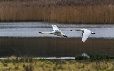 A pair of Mute Swans, Mute Swan, Cygnus olor in a flight over the water