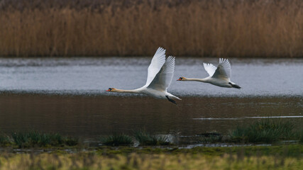 Fototapeta premium A pair of Mute Swans, Mute Swan, Cygnus olor in a flight over the water
