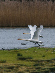 A pair of Mute Swans, Mute Swan, Cygnus olor in a flight over the water