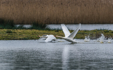A pair of Mute Swans, Mute Swan, Cygnus olor in a flight over the water