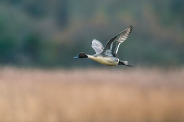 Northern Pintail, Anas acuta bird in flight over marshland