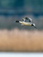 Northern Pintail, Anas acuta bird in flight over marshland