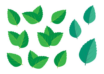 Fototapeta premium Mint green vector illustration set. Mint logo vector