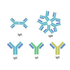 Obraz premium The 5 types (isotypes) of Immunoglobulin or Antibodies :IgA, IgM, IgG, IgE and IgD