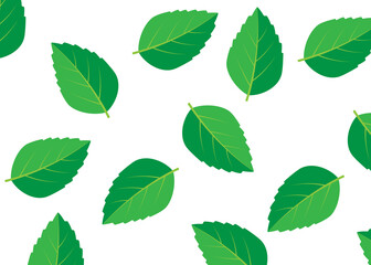 Mint green vector illustration set. Mint logo vector