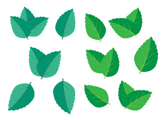 Mint green vector illustration set. Mint logo vector