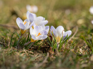 Crocus flowers blooming in spring