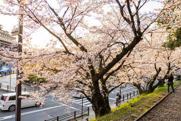 Naklejka premium 蹴上インクラインの桜