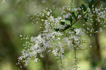 Delicate fragrant, white flowers of the Australian native Blackthorn, Bursaria spinosa, family Pittosporaceae. Endemic to east and southeast Australia. Also known as Sweet Bursaria or Castanet Bush
