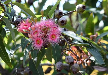 Pink blossoms and large gum nuts of the Australian native flowering gum tree Corymbia ficifolia, Family Myrtaceae. Summer flowering