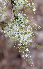 Obraz premium Delicate fragrant, white flowers of the Australian native Blackthorn, Bursaria spinosa, family Pittosporaceae. Endemic to east and southeast Australia. Also known as Sweet Bursaria or Castanet Bush