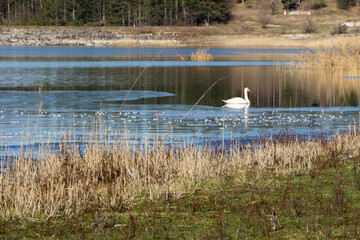 Cygnus olor.Swan in Bulgaria