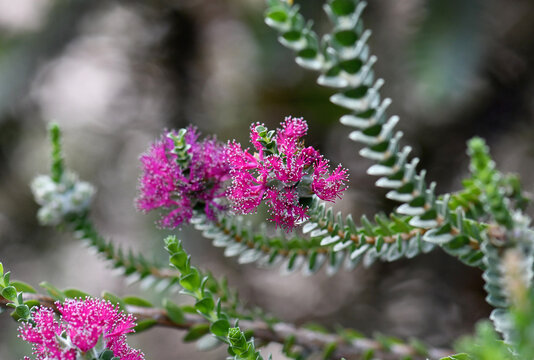 Deep pink flowers and gray green foliage of the Australian native shrub Melaleuca velutina, family Myrtaceae. Common name is Barrens Regelia. Endemic to southwest Western Australia