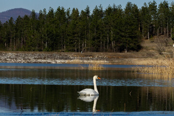 Cygnus olor.Swan in Bulgaria