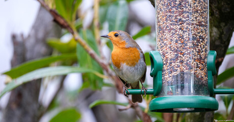 Robin at the feeder