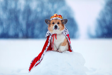 cute portrait of a corgi dog in a royal red robe and a golden crown in the winter garden