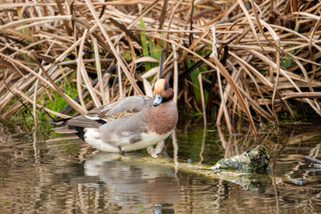 Eurasian wigeon in the pond