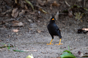 White - vented Myna
