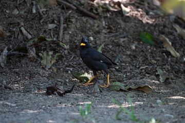 White - vented Myna