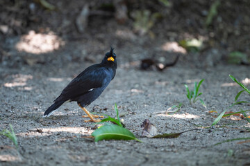 White - vented Myna