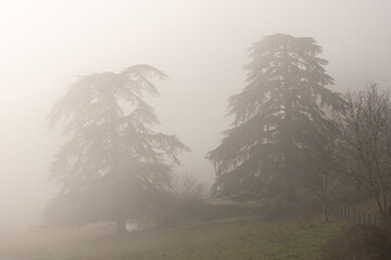 Misty morning in the woods