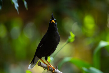White - vented Myna