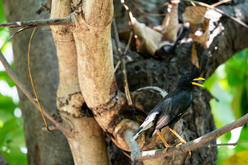 White - vented Myna