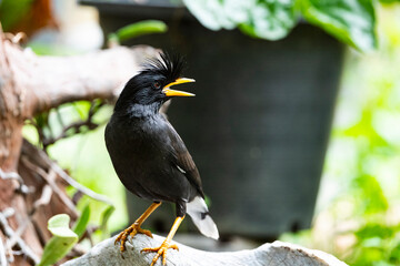 White - vented Myna