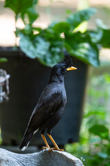White - vented Myna