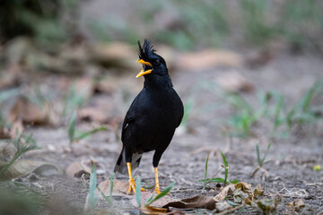 White - vented Myna