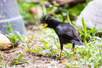 Naklejka premium White - vented Myna