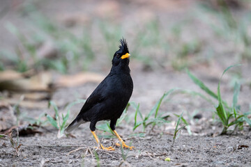 White - vented Myna