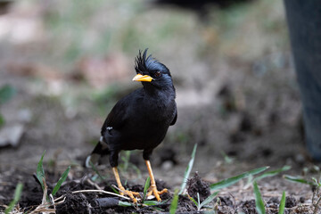 White - vented Myna