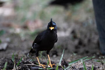 White - vented Myna