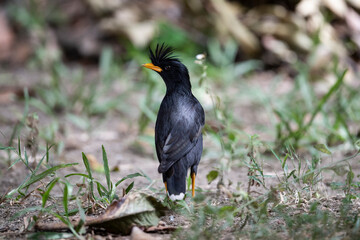 White - vented Myna