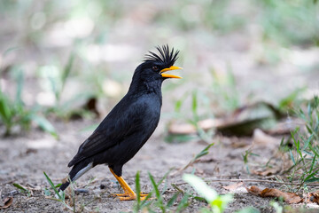 White - vented Myna