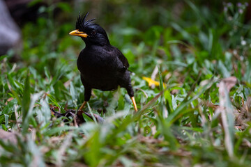 White - vented Myna