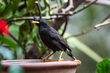 White - vented Myna