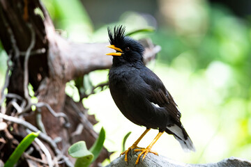 White - vented Myna