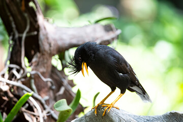 White - vented Myna
