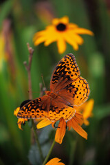 Aphrodite Fritillary Butterfly in the family Nymphalidae feeding from a Black Eyed Susan flower in southern Kentucky. Selective focus with extreme blurred foreground and background. Top view. 