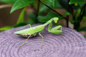 ハラビロカマキリ