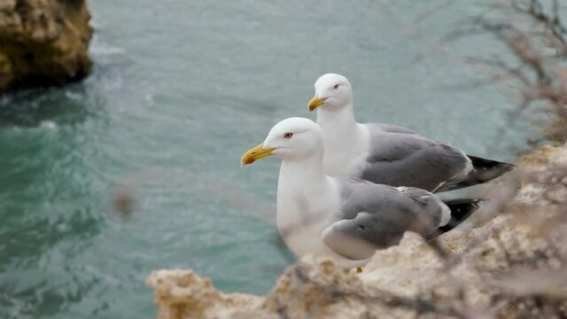Two seagulls perched on cliffs overlooking ocean
