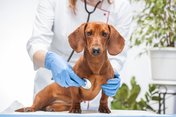 The woman veterinarian listens to the dachshund dog with a stethoscope.