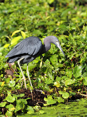 The little blue heron, Egretta caerulea, stands in the branches on the water and lurks for fish. Costa Rica