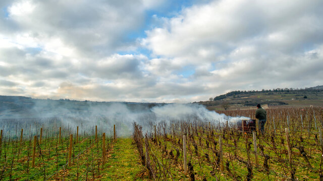 Br&ucirc;lage des sarments au climat Batard-Montrachet, Chassagne-Montrachet