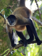 Geoffroy's spider monkey, Ateles geoffroyi, searches for food in the branches of a tall tree. Costa Rica