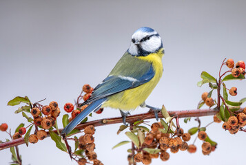 Blue tit ( Cyanistes caeruleus ) close up
